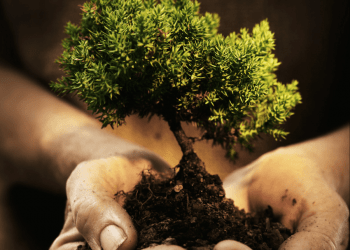 RIFORESTAZIONE PER L’ASSORBIMENTO DI CARBONIO