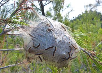 Privato: PROCESSIONARIA DEL PINO – Provvedimenti