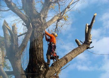 Avviso potature lungo linee elettriche