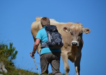 ABBATTIMENTO BOVINO VAGANTE – ORDINANZA