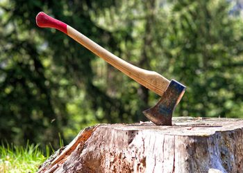 Ordinanza Sindacale per abbattimento albero parco pubblico via del Covo