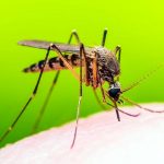 PREVENZIONE POSSIBILI VETTORI DEL VIRUS USUTU IN LOCALITA’ VIA MOLINO SAN POLO