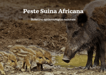 Pubblicazione del Bollettino epidemiologico nazionale inerente alla Peste Suina Africana – PROROGA